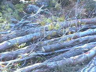 FORESTALES (34)